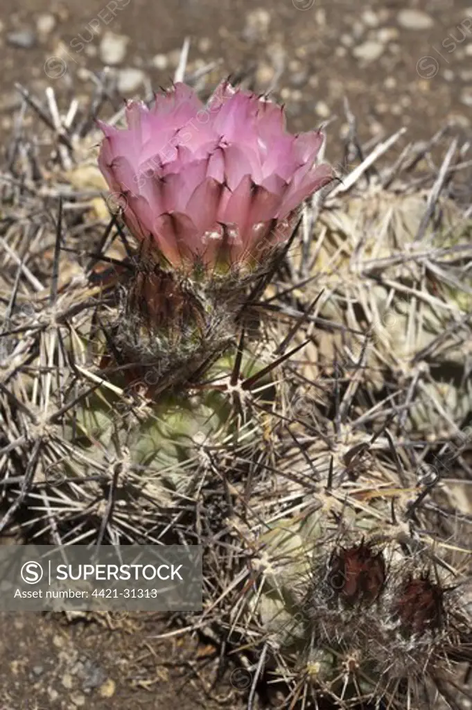 Patagonian Cactus (Austrocactus patagonicus) close-up of flower and flowerbuds, El Calafate, Santa Cruz Province, Patagonia, Argentina, november