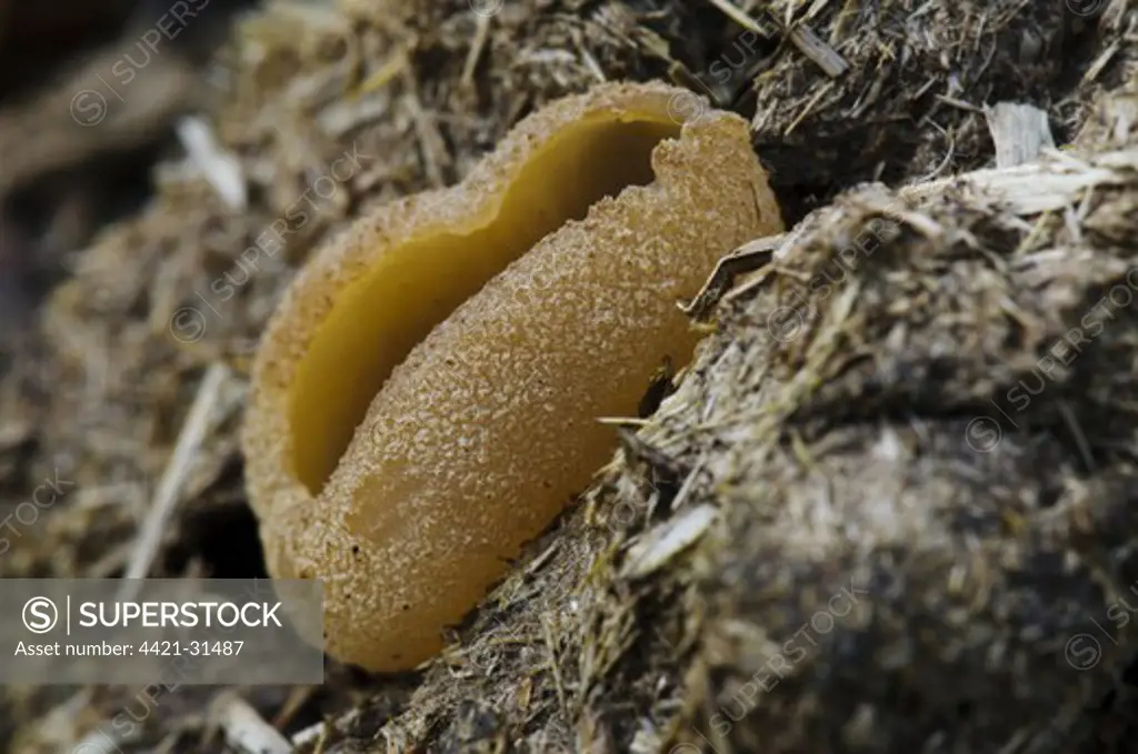 Blistered Cup (Peziza vesiculosa) fruiting body, growing on cattle dung, Arnside Knott, Cumbria, England, april