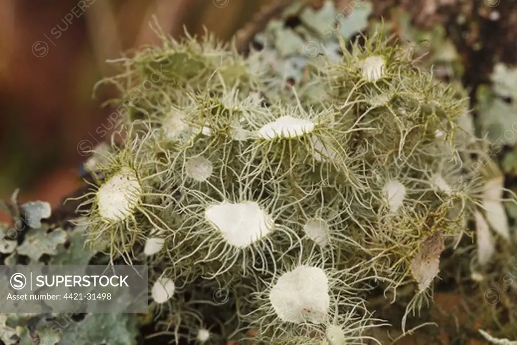 Witches' Whiskers Lichen (Usnea florida) growing on oak branch, Powys, Wales, February