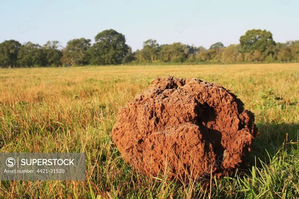 Giant Puffball (Langermannia gigantea) mature fruiting body, growing in rough pasture and acid grassland habitat, Little Ouse Headwaters Project, The Frith, South Lopham, Little Ouse Valley, Norfolk, England, september