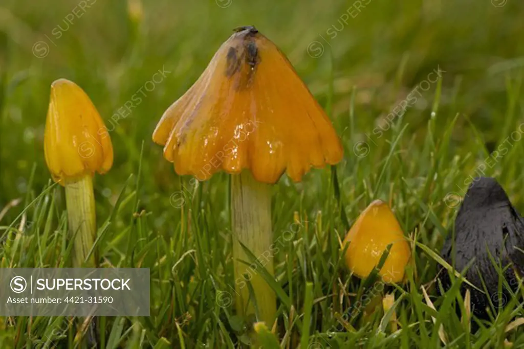 Blackening Waxcap (Hygrocybe nigrescens) fruiting bodies, in various stages, growing in acid grassland, Quantock Hills, Somerset, England, november