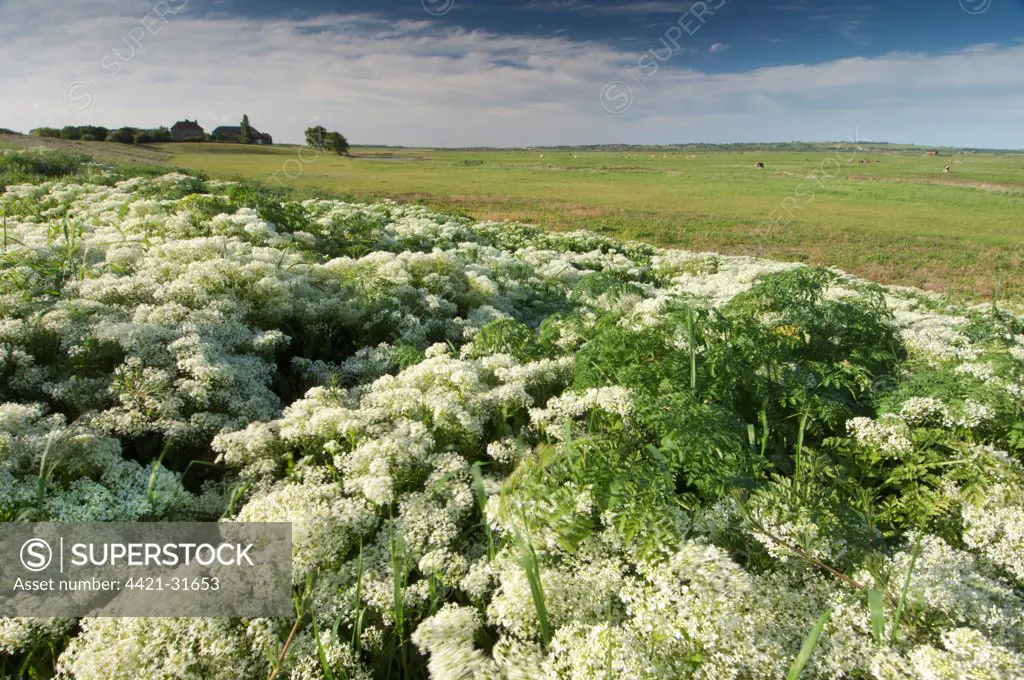 Hoary Cress (Cardaria draba) flowering, growing in coastal grazing marsh habitat, Elmley Marshes N.N.R., North Kent Marshes, Isle of Sheppey, Kent, England, may