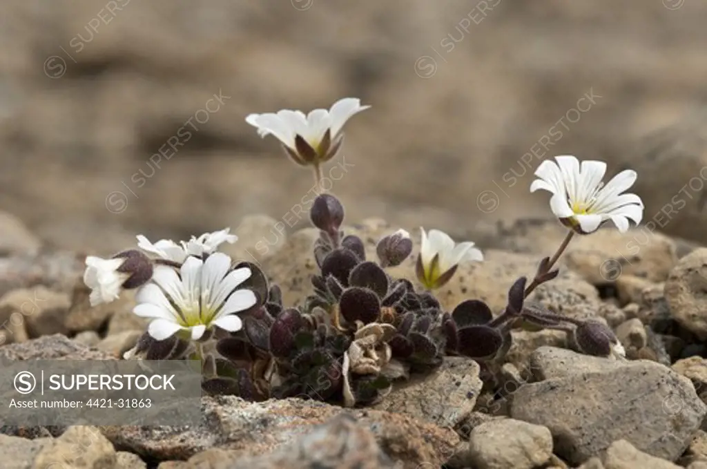 Edmundson's Chickweed (Cerastium nigrescens) flowering, growing on serpentine debris, Keen of Hamar National Nature Reserve, Unst, Shetland Islands, Scotland, june