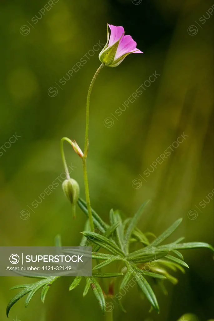 Long-stalked Cranesbill (Geranium columbinum) flowering, Slovenia, june