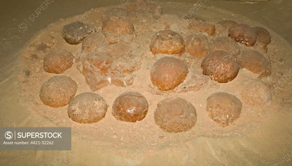 Fossilized Dinosaur nest with eggs, discovered in 1994, Algui Ulan Tsav, Southern Gobi Desert, Mongolia