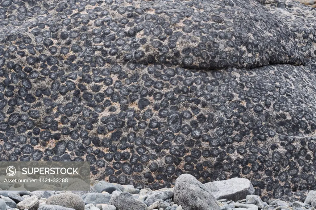 'Granito Orbicular' orbicular granite rock, Pacific Coast, Santuario de la Naturaleza, Rodillo, Atacama Region, Chile