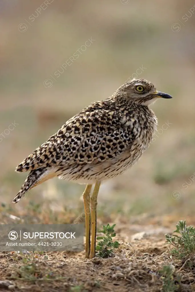 Spotted Dikkop (Burhinus capensis) adult, standing, Mountain Zebra N.P., Eastern Cape, South Africa