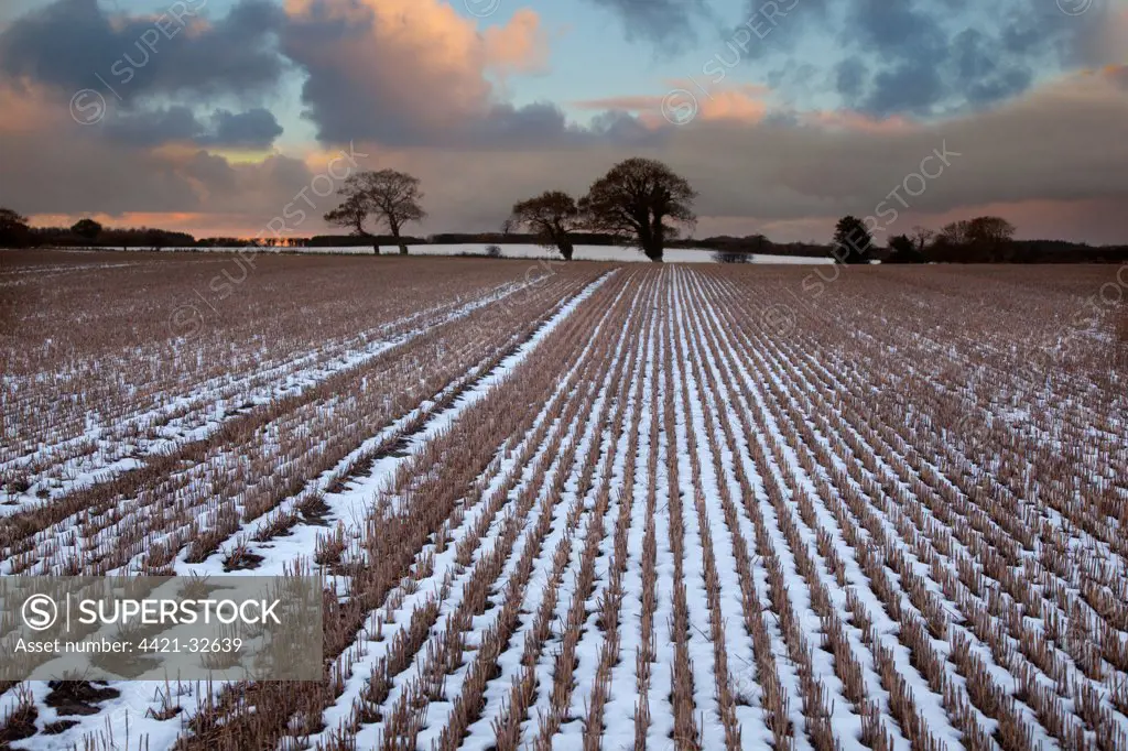 Snow covered stubble field with oak trees at sunset, Langham, Norfolk, England, december