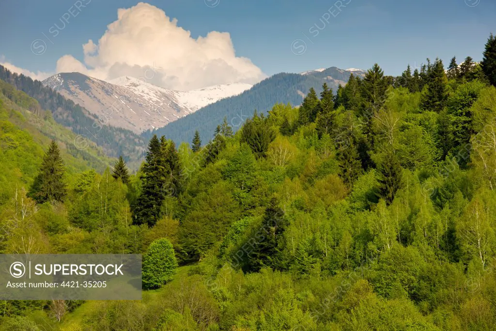 View of mixed woodland habitat, with Common Beech (Fagus sylvatica) and Norway Spruce (Picea abies), Rilska River Valley, near Rila Monastery, Rila Mountains, Bulgaria, may