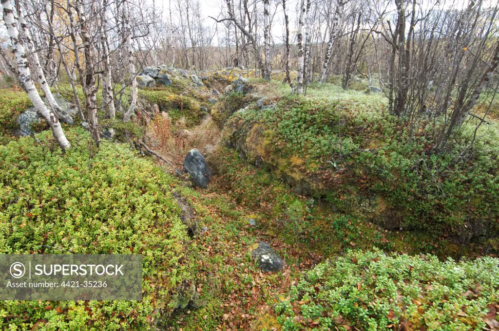 WWII German fortification ruins, overgrown with boreal forest vegetation, Nunas, Lapland, Northwest Finland, september