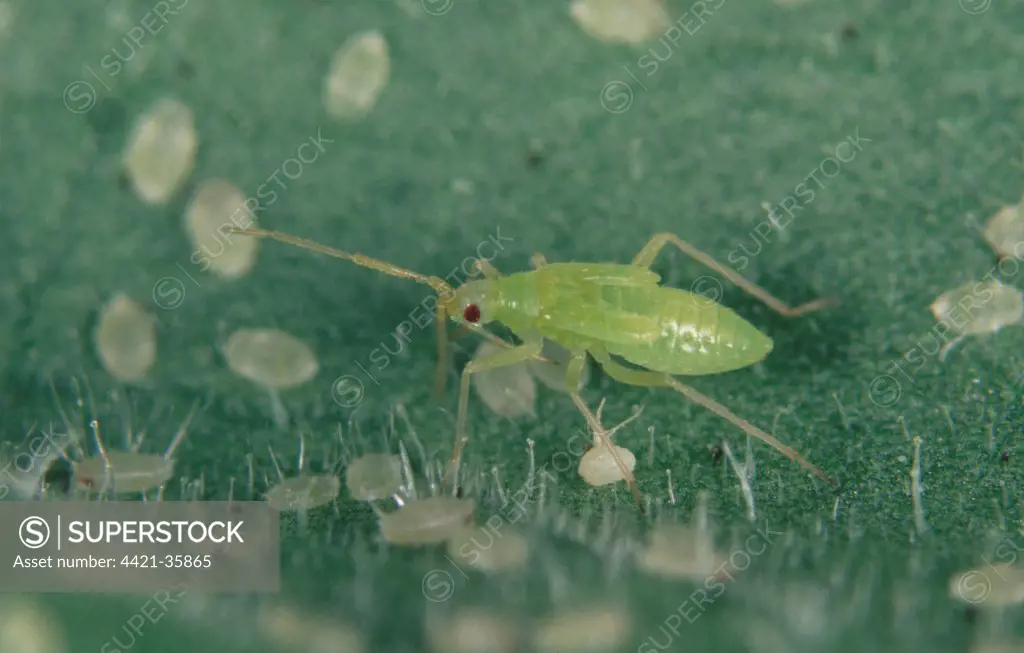 Predatory Mirid Bug (Macrolophus caliginosus) nymph, commercially sold whitefly biological control, with Glasshouse Whitefly