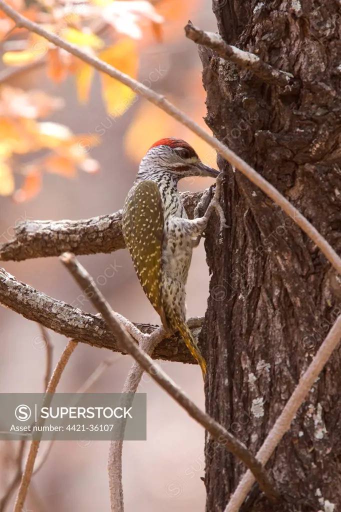 Male Goldentailed Woodpecker - Kruger South Africa