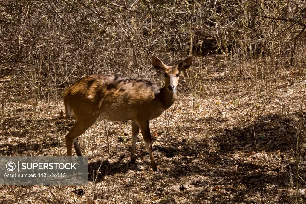 female Bushbuck