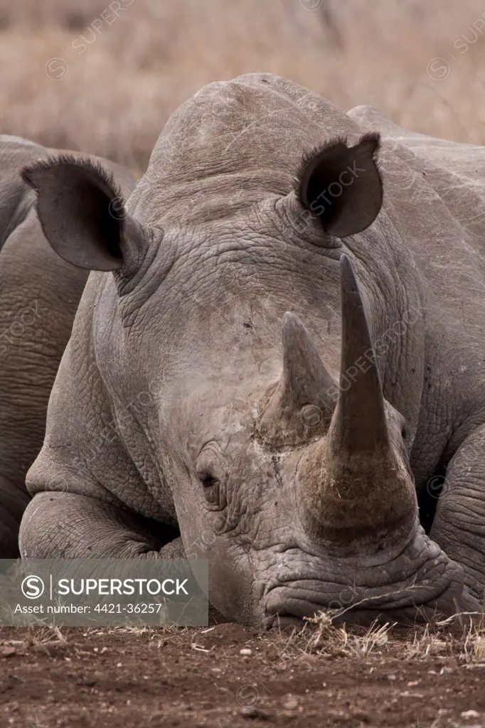 White Rhino