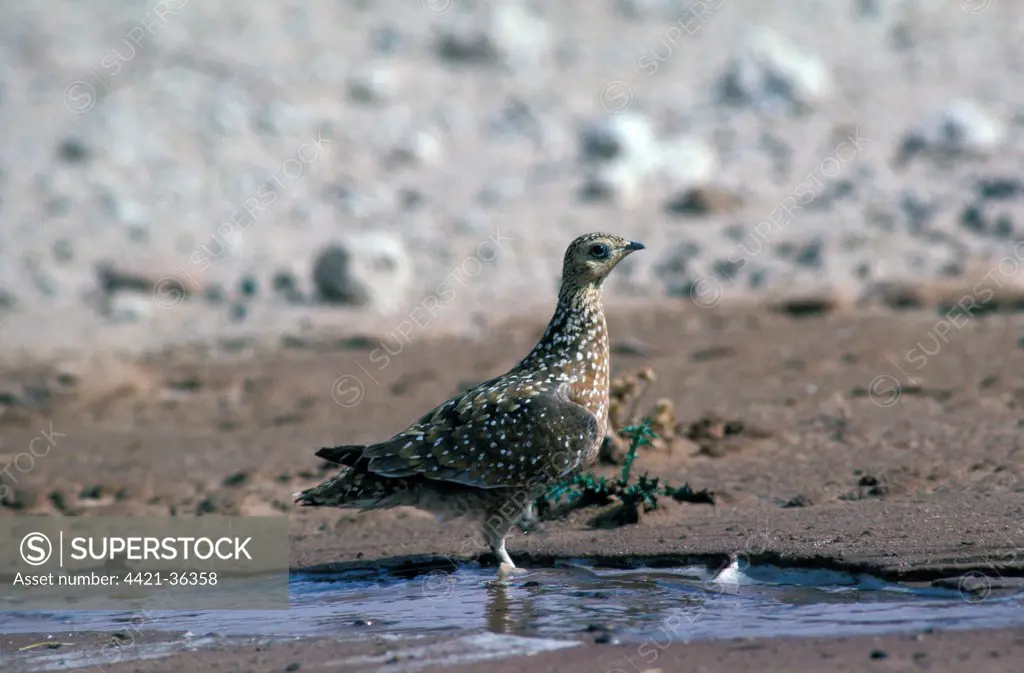 Burchell's or Spotted Sandgrouse - Pterocles burchelli