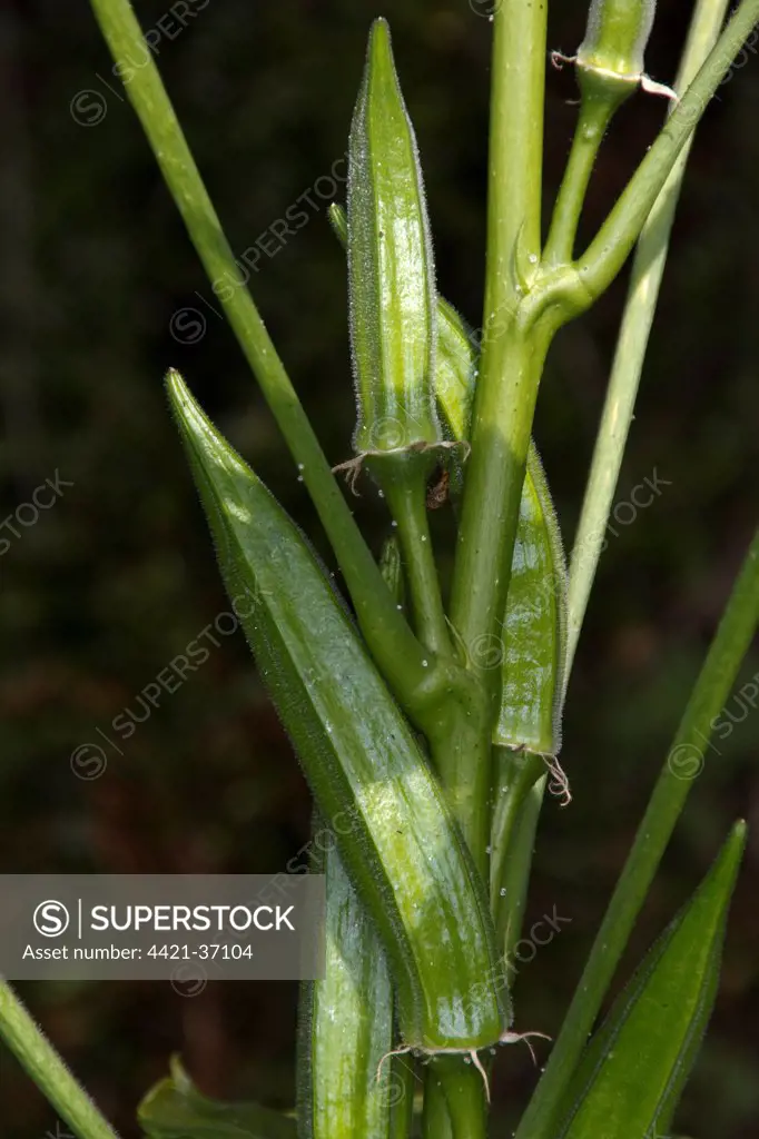 Okra is valued for its edible green seed pods. Originating in Africa, the plant is cultivated in tropical, subtropical and warm temperate regions around the