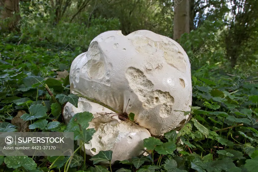 Giant Puffball  fruiting body, Suffolk, England, august