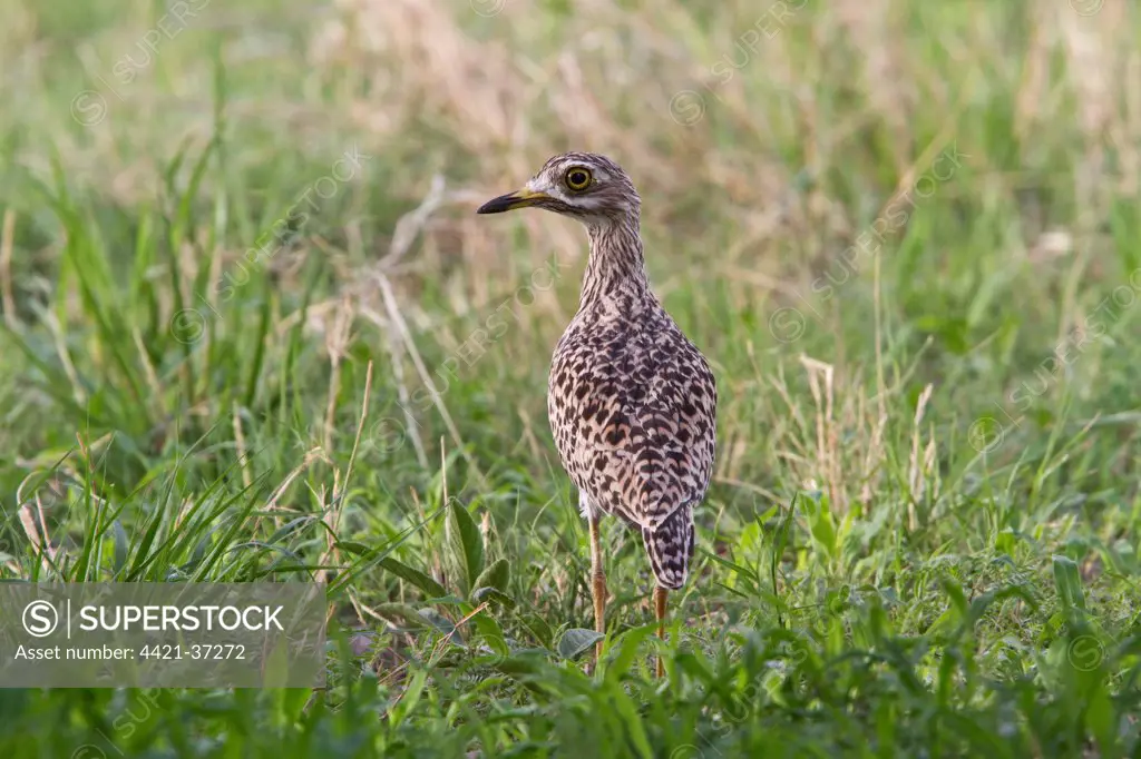 Spotted Thick-knee also known as Sptted Dikkop near Kwara camp Botswana.