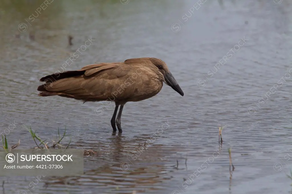 The Hamerkop (Scopus umbretta), also known as Hammerkop,Hammerkopf, Hammerhead, Hammerhead Stork, Umbrette, Umber Bird, Tufted Umber, or Anvilhead, is a medium-sized wading bird (56 cm long, weighing 470 g). The shape of its head with a curved bill and crest at the back is reminiscent of a hammer, hence its name.