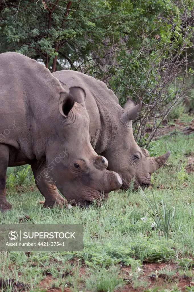 White Rhino one with horns removed as an anti poaching measure - South Africa