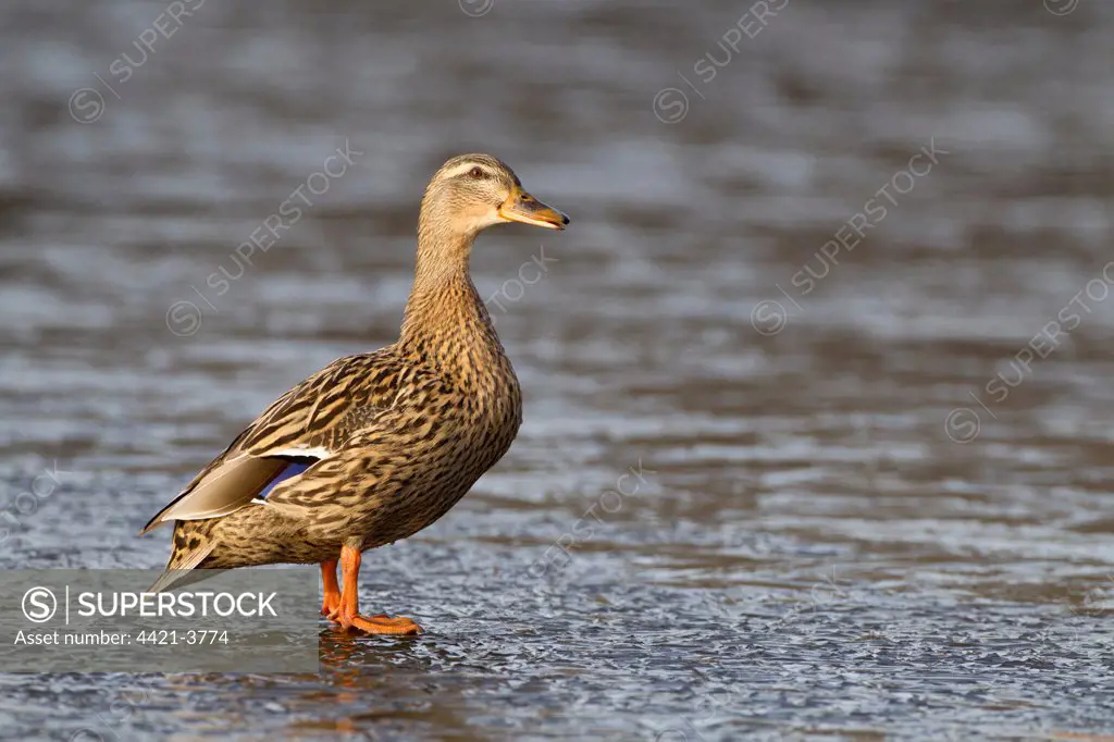 Mallard Duck (Anas platyrhynchos) adult female, standing on ice of frozen lake, Duns Castle, Duns, Berwickshire, Scottish Borders, Scotland, february
