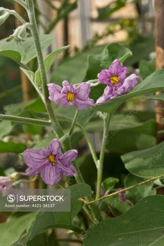 Flower of The eggplant, aubergine, melongene, brinjal or guinea squash (Solanum melongena) is a plant of the family Solanaceae (also known as the nightshades) and genus Solanum. It bears a fruit of the same name, commonly used in cooking. As a nightshade, it is closely related to the tomato and potato and is native to India.