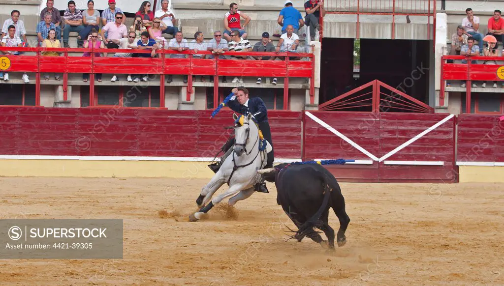 Bullfighting, Banderillero with banderillas, fighting bull from horseback in bullring, Corrida de rejones, Medina del Campo, Valladolid, Castile-Leon, Northern Spain, september