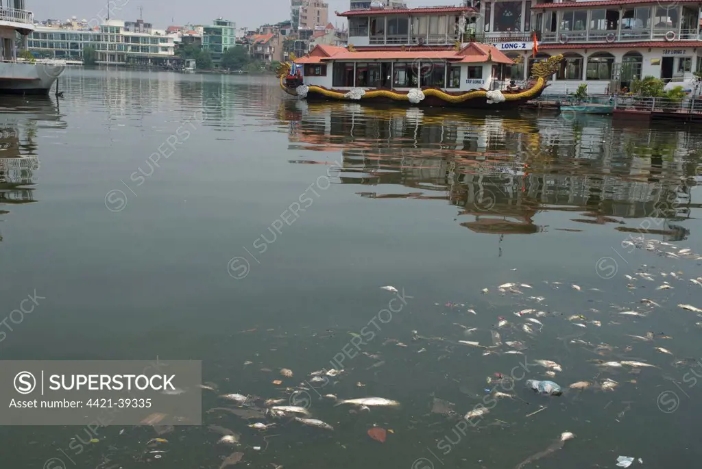 Dead fish and pollution in city waterway, West Lake ('Tay Ho'), Hanoi, Vietnam