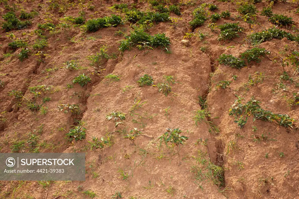 Hillside showing signs of soil erosion via water run-off, Rwanda