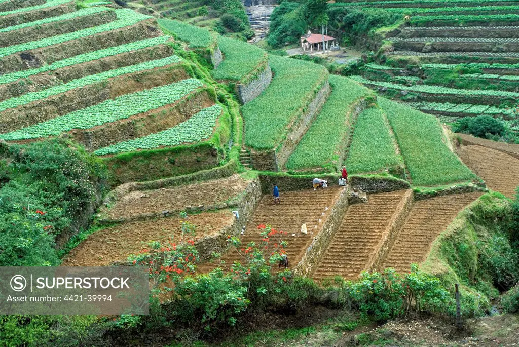 Terrace cultivation, mountain slope terraced farming with cauliflowers, cabbages, beans, cowpeas and carrots, Pallanghi-vilpatti Region, Kodaikanal, Tamil Nadu, India