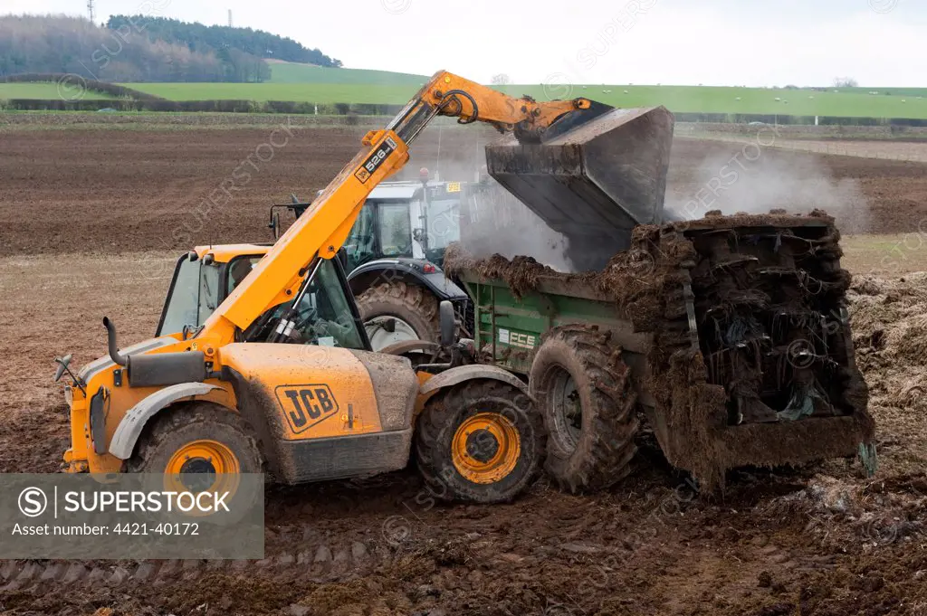 JCB Loadall telehandler loading muck into muck spreader, for spreading on arable field, England, march