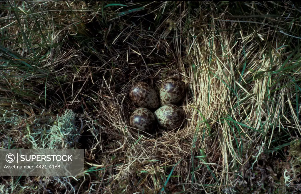 Dunlin (Calidris alpina) Nest and four Eggs