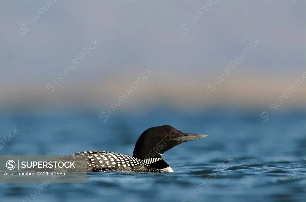 Great Northern Diver (Gavia immer) adult, breeding plumage, swimming on lake, Lake Myvatn, Iceland, June