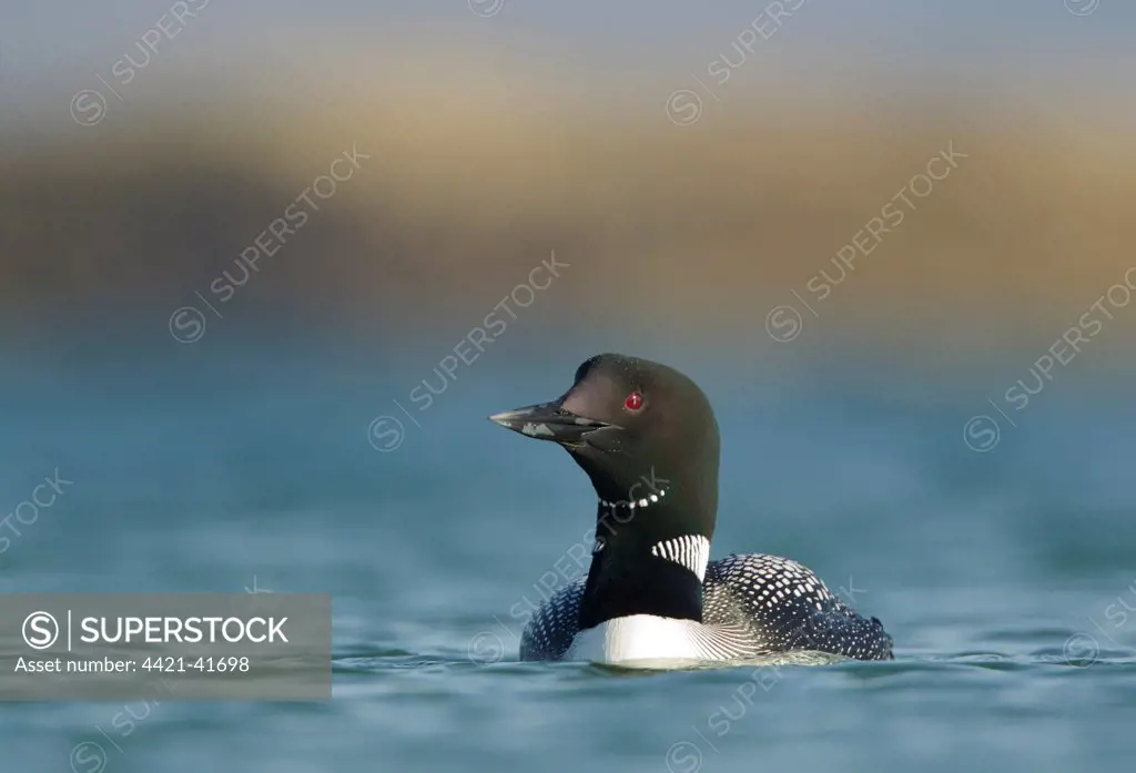 Great Northern Diver (Gavia immer) adult, breeding plumage, swimming on lake, Lake Myvatn, Iceland, June