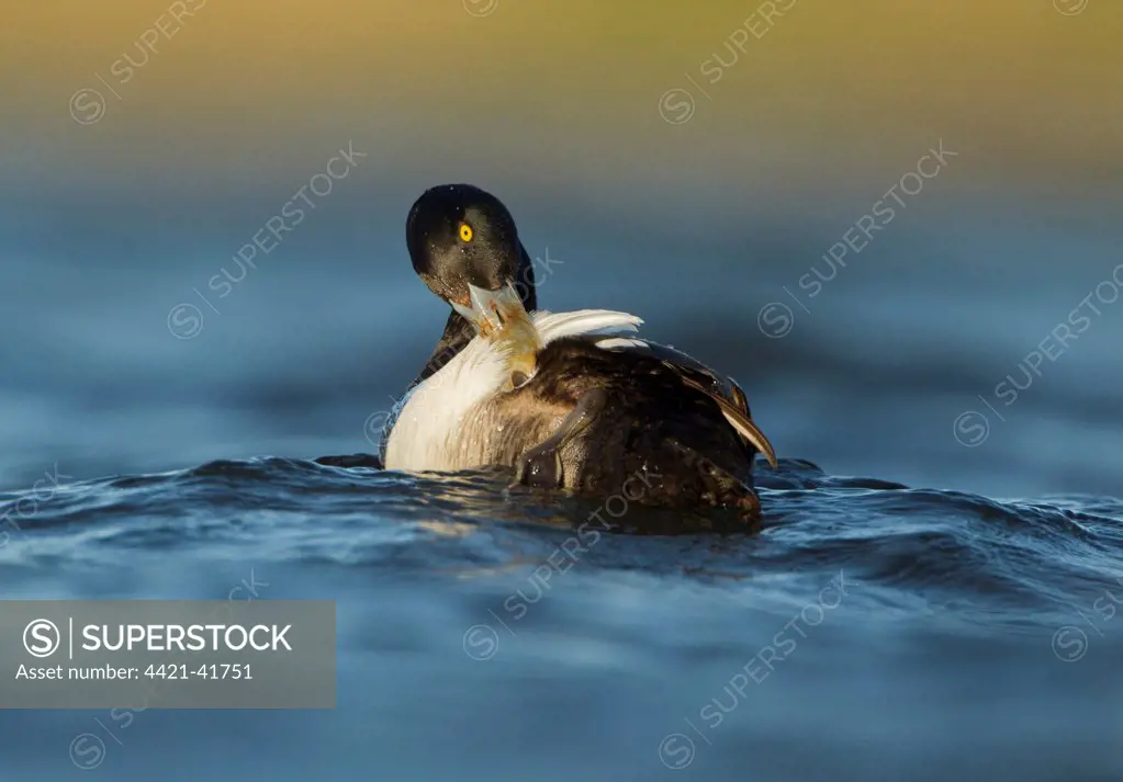 Greater Scaup (Aythya marila) adult male, breeding plumage, preening on water, Iceland, June