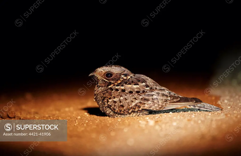 Fiery-necked Nightjar (Caprimulgus pectoralis) adult, sitting on ground at night, Leopard Hills Game Reserve, Greater Kruger N.P., South Africa, May