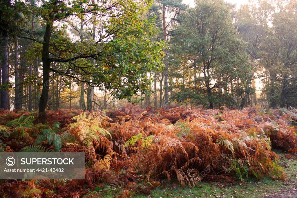 Bracken (Pteridium aquilinum) fronds in autumn colour, growing in woodland habitat at dawn, Knettishall Heath Reserve, Suffolk, England, November