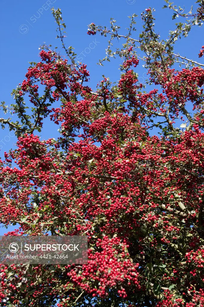 Common Hawthorn berries