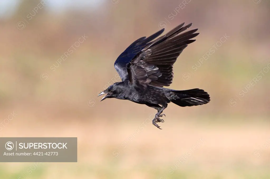 Carrion Crow (Corvus corone) adult, calling in flight, Suffolk, England, December