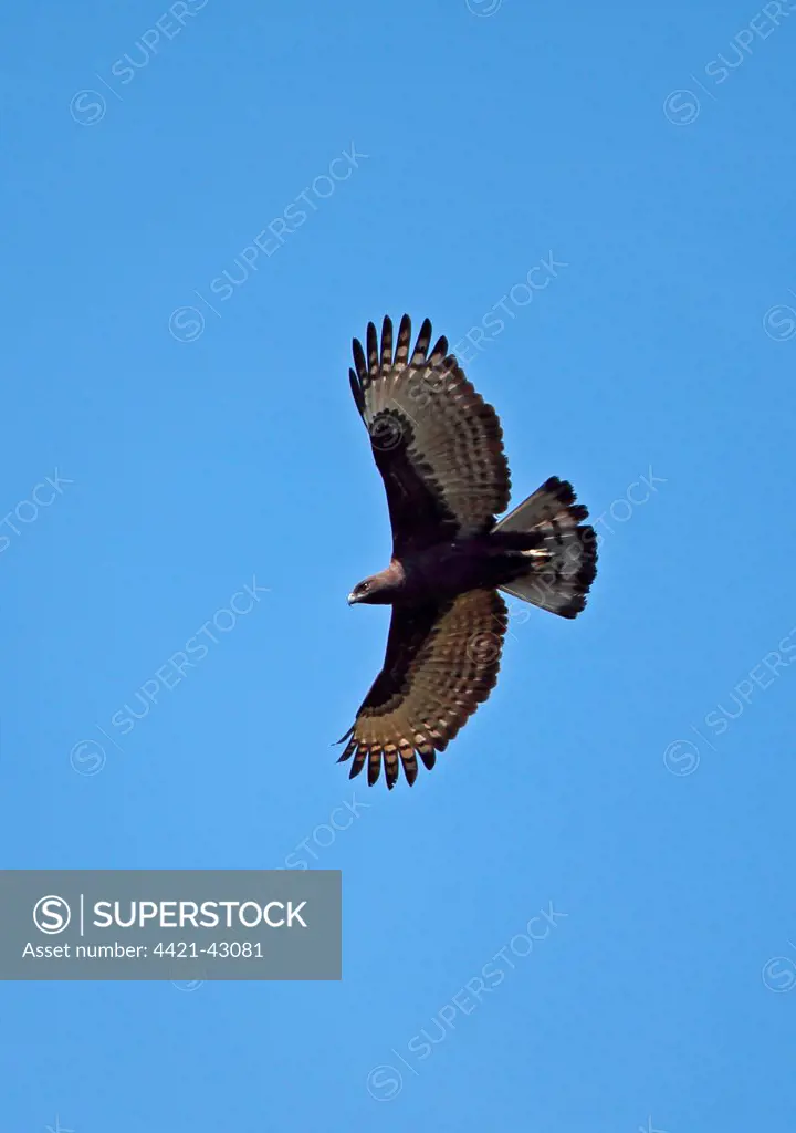 Changeable Hawk-eagle (Nisaetus cirrhatus limnaeetus) dark morph, adult, in flight, near Tmatboey, Cambodia, January