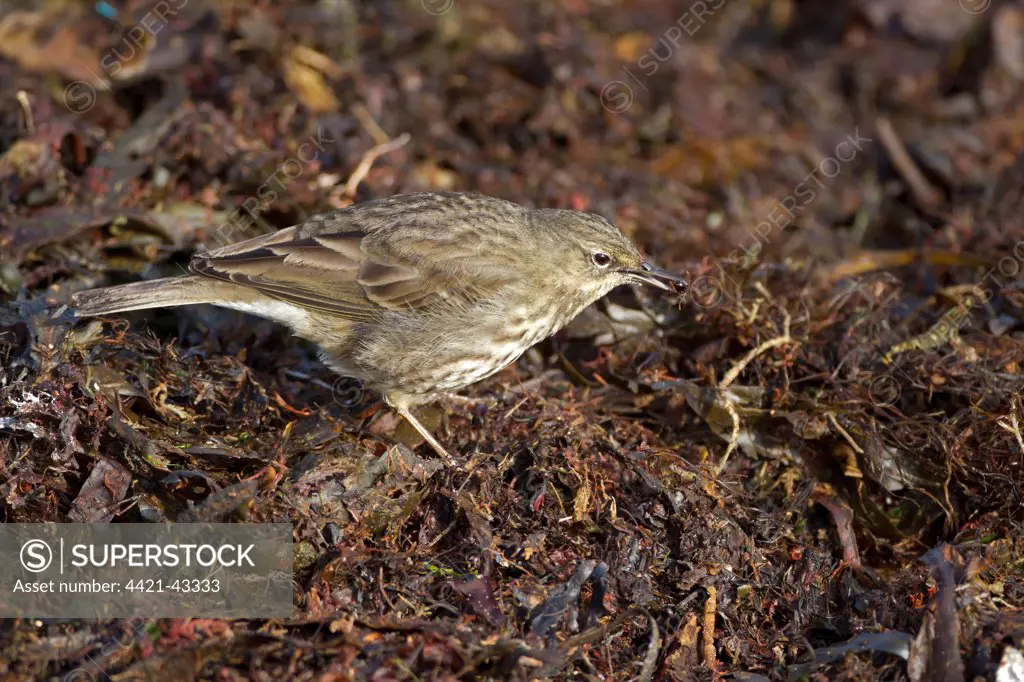 Rock Pipit (Anthus petrosus) adult, feeding on insect, foraging on beach strandline, Northern Ireland, February