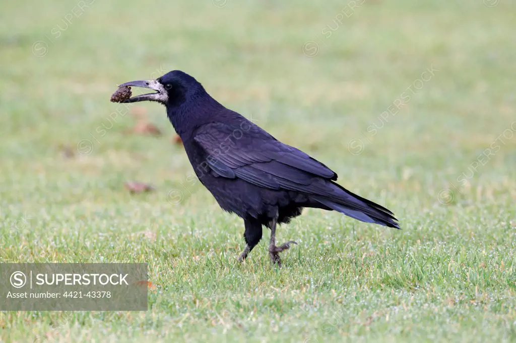 Rook (Corvus frugilegus) adult, with pine cone in beak, walking on grass, Highlands, Scotland, November