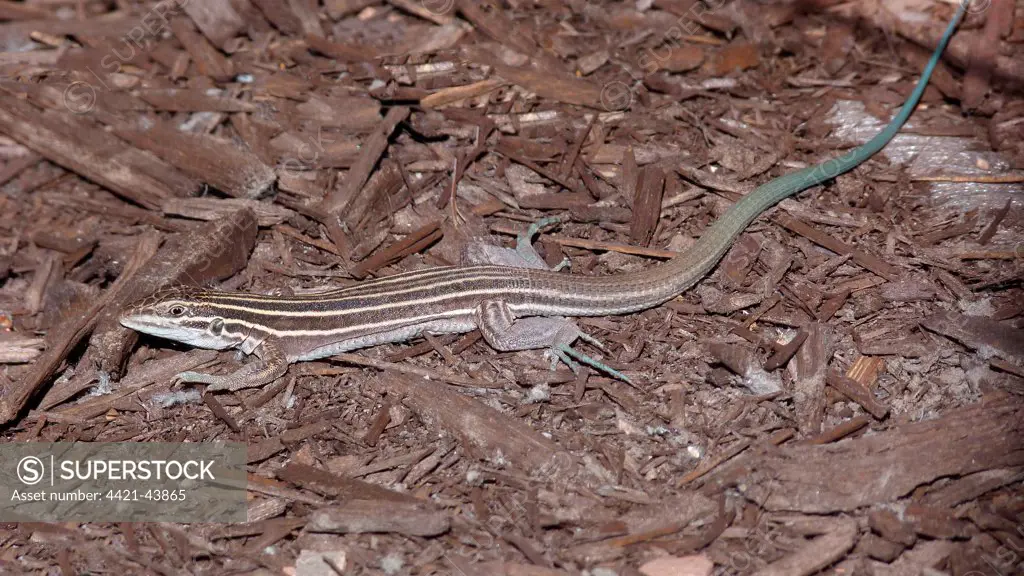 Desert Grassland Whiptail Lizard (Aspidoscelis uniparens) adult female, basking in early morning, Zion N.P., Utah, U.S.A., May