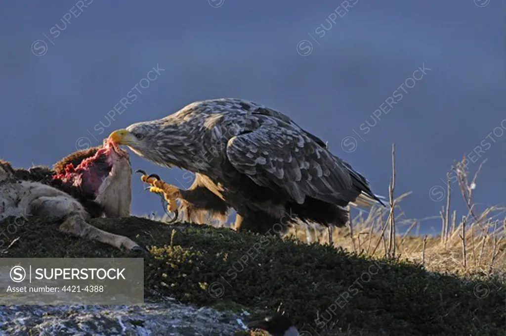 White-tailed Eagle (Haliaeetus albicilla) adult, feeding, scavenging on deer carcass, Norway, february