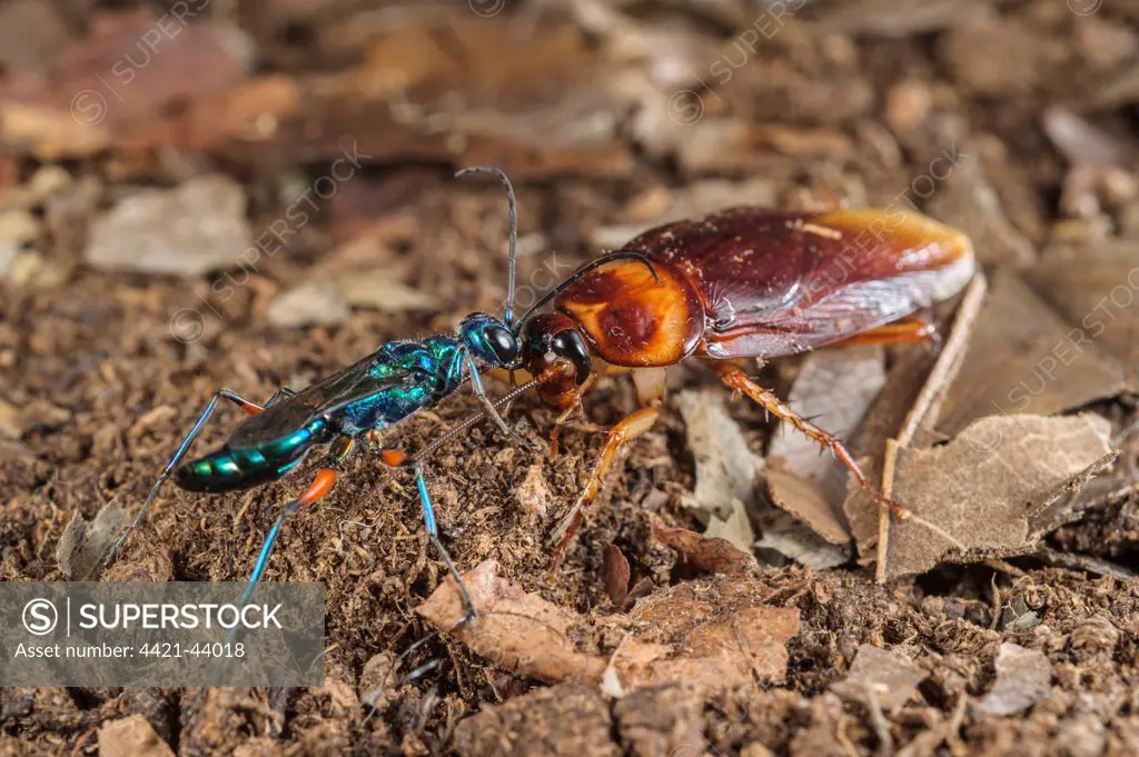 Emerald Cockroach Wasp (Ampulex compressa) adult female, leading American Cockroach (Periplaneta americana) 'zombie' by antenna to burrow, South Asia, Africa and Pacific Islands (controlled conditions)