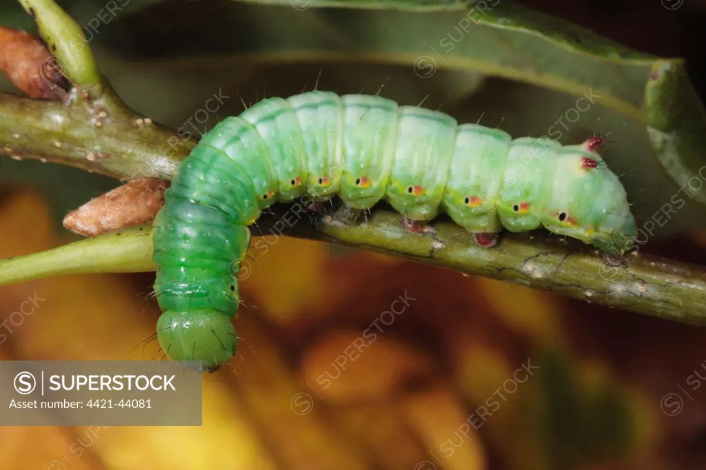 Coxcomb Prominent (Ptilodon capucina) full-grown larva, feeding on oak leaf, Powys, Wales, October