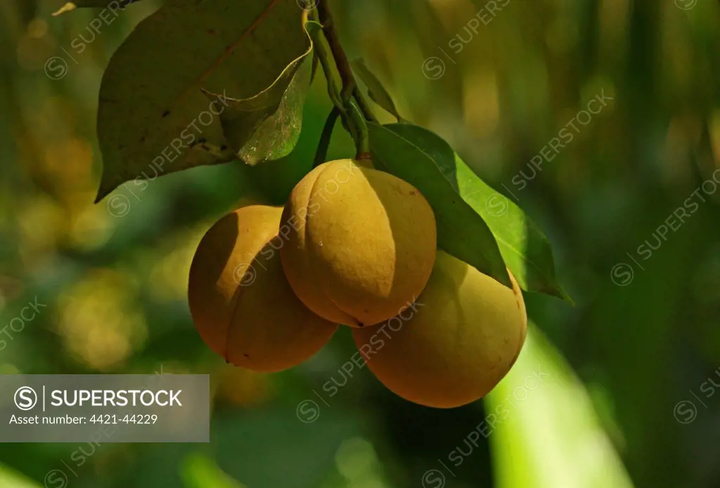 Golden Apple (Spondias dulcis) close-up of fruit, growing on tree, Fond Doux Plantation, St. Lucia, Windward Islands, Lesser Antilles, December