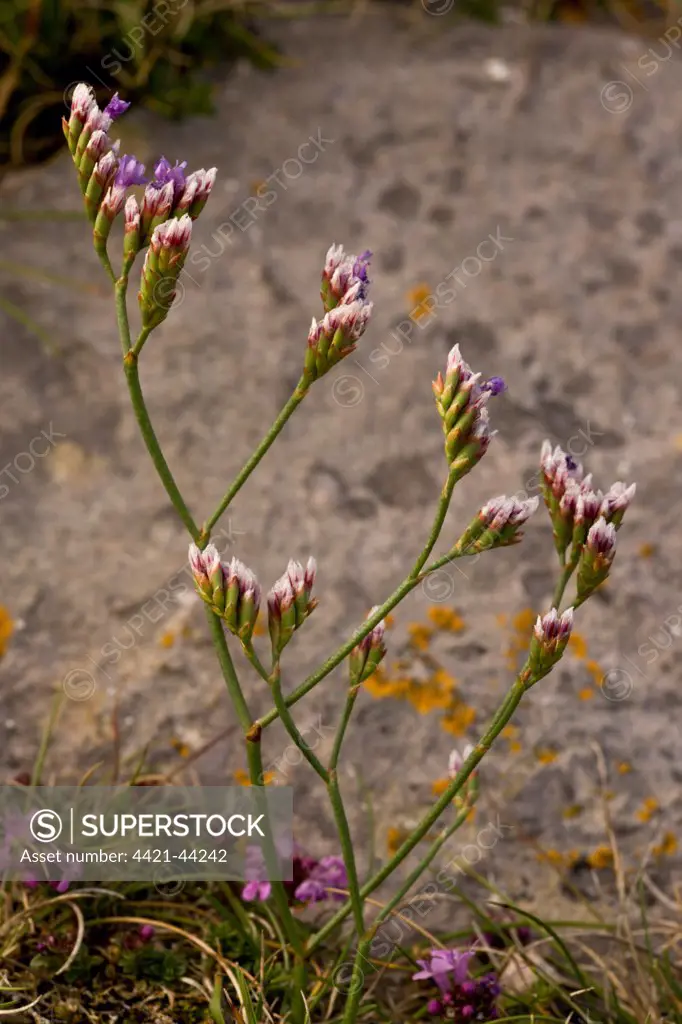 Rock Sea-lavender (Limonium procerum ssp. devoniense) flowering, growing in coastal limestone rocks, Berry Head N.N.R., Torbay, Devon, England, July