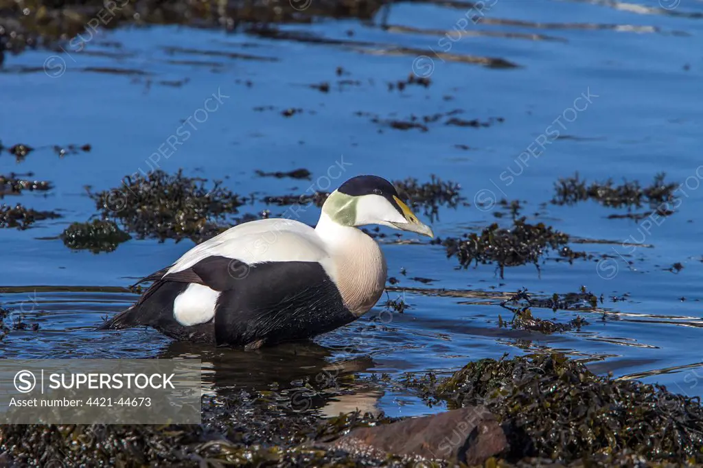 Male Eider duck standing on seaweed - Scotland.