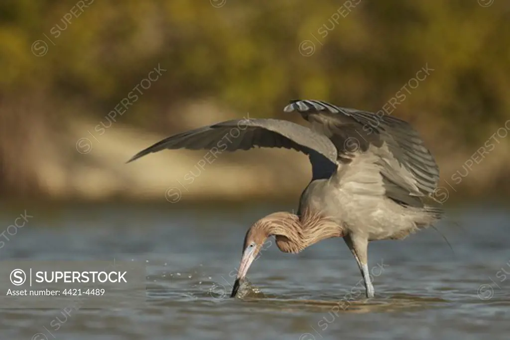 Reddish Egret (Egretta rufescens) dark morph, adult, fishing with wings raised to provide shade, Fort Myers, Florida, U.S.A., February